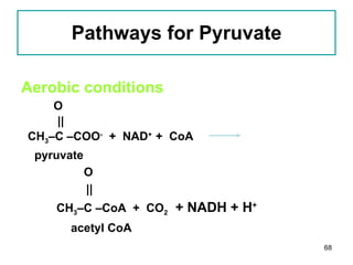 Pathways for Pyruvate Aerobic conditions   O || CH 3 –C –COO -   +  NAD +  +  CoA pyruvate O     || CH 3 –C –CoA  +  CO 2   + NADH + H + acetyl CoA 