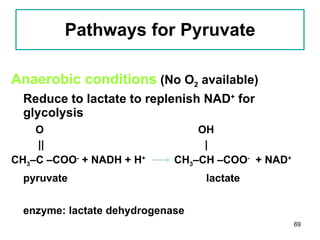 Pathways for Pyruvate Anaerobic conditions  (No O 2  available) Reduce to lactate to replenish NAD +  for glycolysis O   OH ||   | CH 3 –C –COO -  + NADH + H +   CH 3 –CH –COO -   + NAD + pyruvate    lactate enzyme: lactate dehydrogenase 