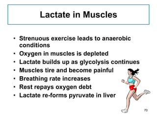 Lactate in Muscles Strenuous exercise leads to anaerobic conditions Oxygen in muscles is depleted Lactate builds up as glycolysis continues Muscles tire and become painful Breathing rate increases Rest repays oxygen debt  Lactate re-forms pyruvate in liver  
