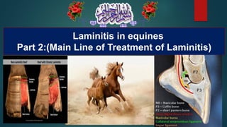 Laminitis in equines
Part 2:(Main Line of Treatment of Laminitis)
 