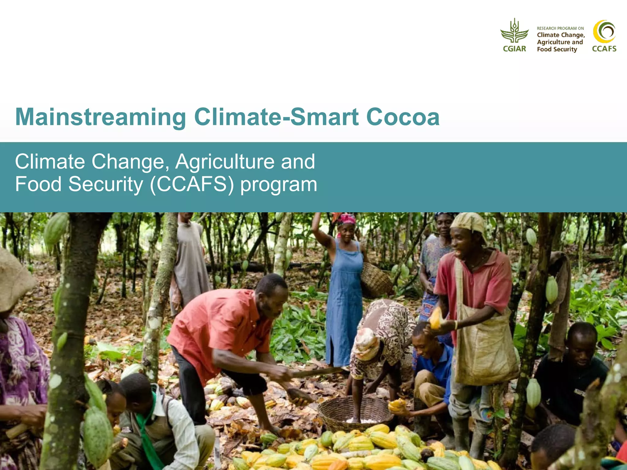 Climate Change, Agriculture and
Food Security (CCAFS) program
Mainstreaming Climate-Smart Cocoa
 