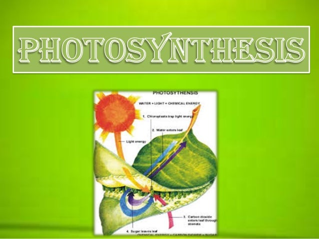 Photosynthesis powerpoint high school image