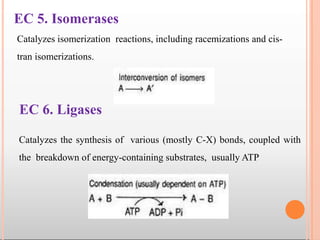EC 5. Isomerases
Catalyzes isomerization reactions, including racemizations and cis-
tran isomerizations.
EC 6. Ligases
Catalyzes the synthesis of various (mostly C-X) bonds, coupled with
the breakdown of energy-containing substrates, usually ATP
 