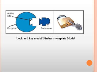 Lock and key model/ Fischer’s template Model
 