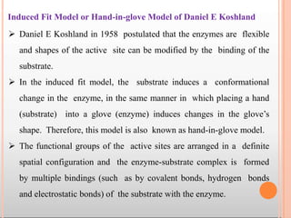 Induced Fit Model or Hand-in-glove Model of Daniel E Koshland
 Daniel E Koshland in 1958 postulated that the enzymes are flexible
and shapes of the active site can be modified by the binding of the
substrate.
 In the induced fit model, the substrate induces a conformational
change in the enzyme, in the same manner in which placing a hand
(substrate) into a glove (enzyme) induces changes in the glove’s
shape. Therefore, this model is also known as hand-in-glove model.
 The functional groups of the active sites are arranged in a definite
spatial configuration and the enzyme-substrate complex is formed
by multiple bindings (such as by covalent bonds, hydrogen bonds
and electrostatic bonds) of the substrate with the enzyme.
 