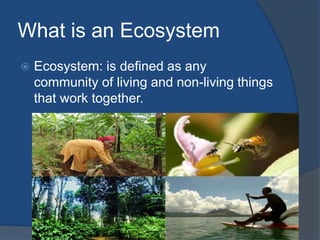 What is an Ecosystem
 Ecosystem: is defined as any
community of living and non-living things
that work together.
 