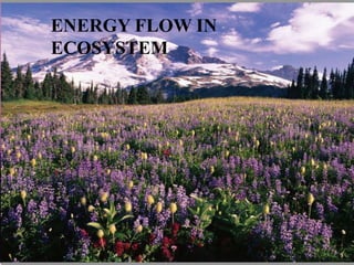 ENERGY FLOW IN
ECOSYSTEM
 