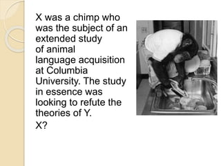 X was a chimp who 
was the subject of an 
extended study 
of animal 
language acquisition 
at Columbia 
University. The study 
in essence was 
looking to refute the 
theories of Y. 
X? 
 