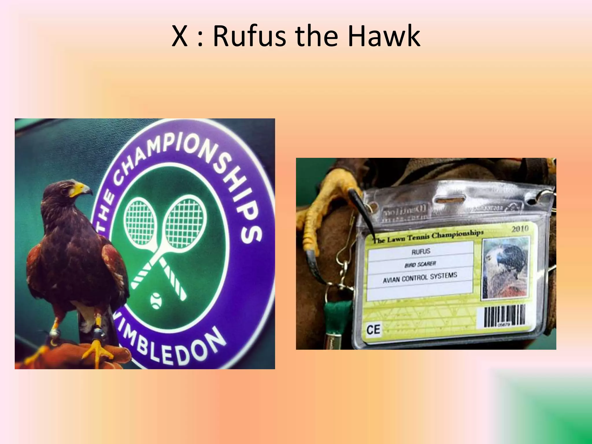 X : Rufus the Hawk
 