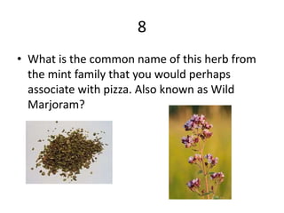 8
• What is the common name of this herb from
the mint family that you would perhaps
associate with pizza. Also known as Wild
Marjoram?
 