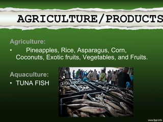 Agriculture: Pineapples, Rice, Asparagus, Corn, Coconuts, Exotic fruits, Vegetables, and Fruits. Aquaculture: TUNA FISH AGRICULTURE/PRODUCTS 