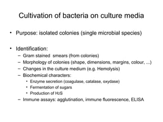 Cultivation of bacteria on culture media 
• Purpose: isolated colonies (single microbial species) 
• Identification: 
– Gram stained smears (from colonies) 
– Morphology of colonies (shape, dimensions, margins, colour, ...) 
– Changes in the culture medium (e.g. Hemolysis) 
– Biochemical characters: 
• Enzyme secretion (coagulase, catalase, oxydase) 
• Fermentation of sugars 
• Production of H2S 
– Immune assays: agglutination, immune fluorescence, ELISA 
 