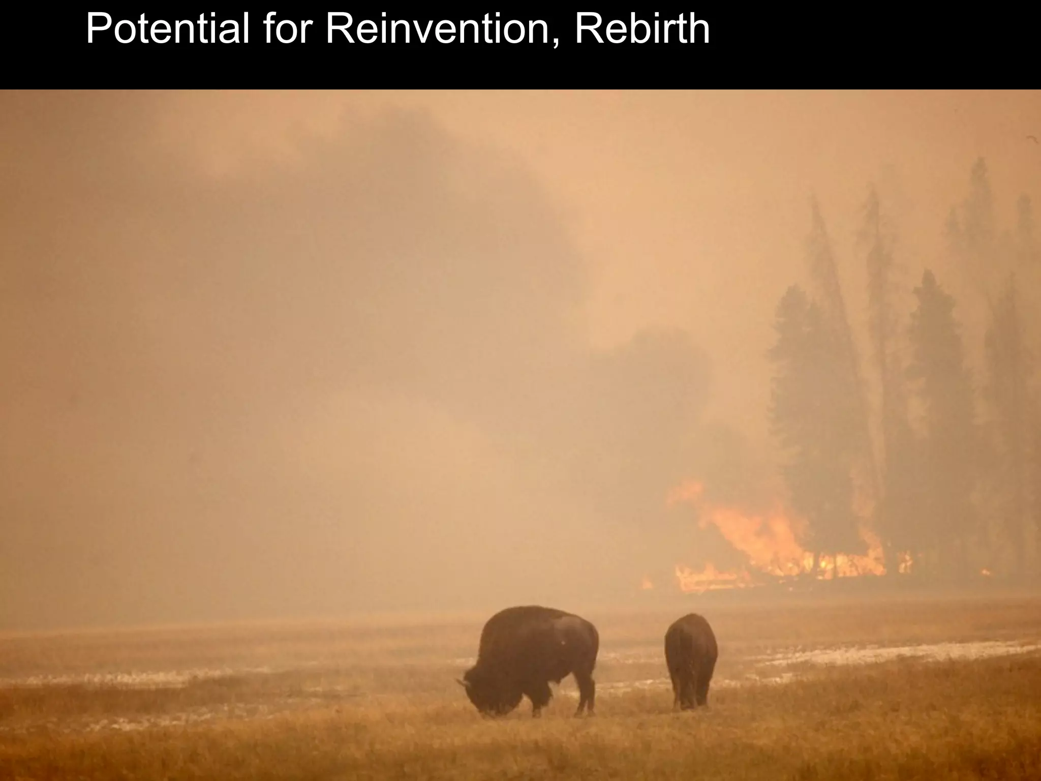 Potential for Reinvention, Rebirth
 