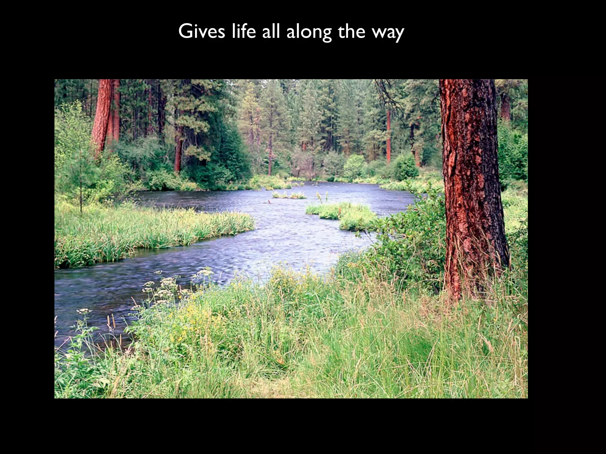 Gives life all along the way
 