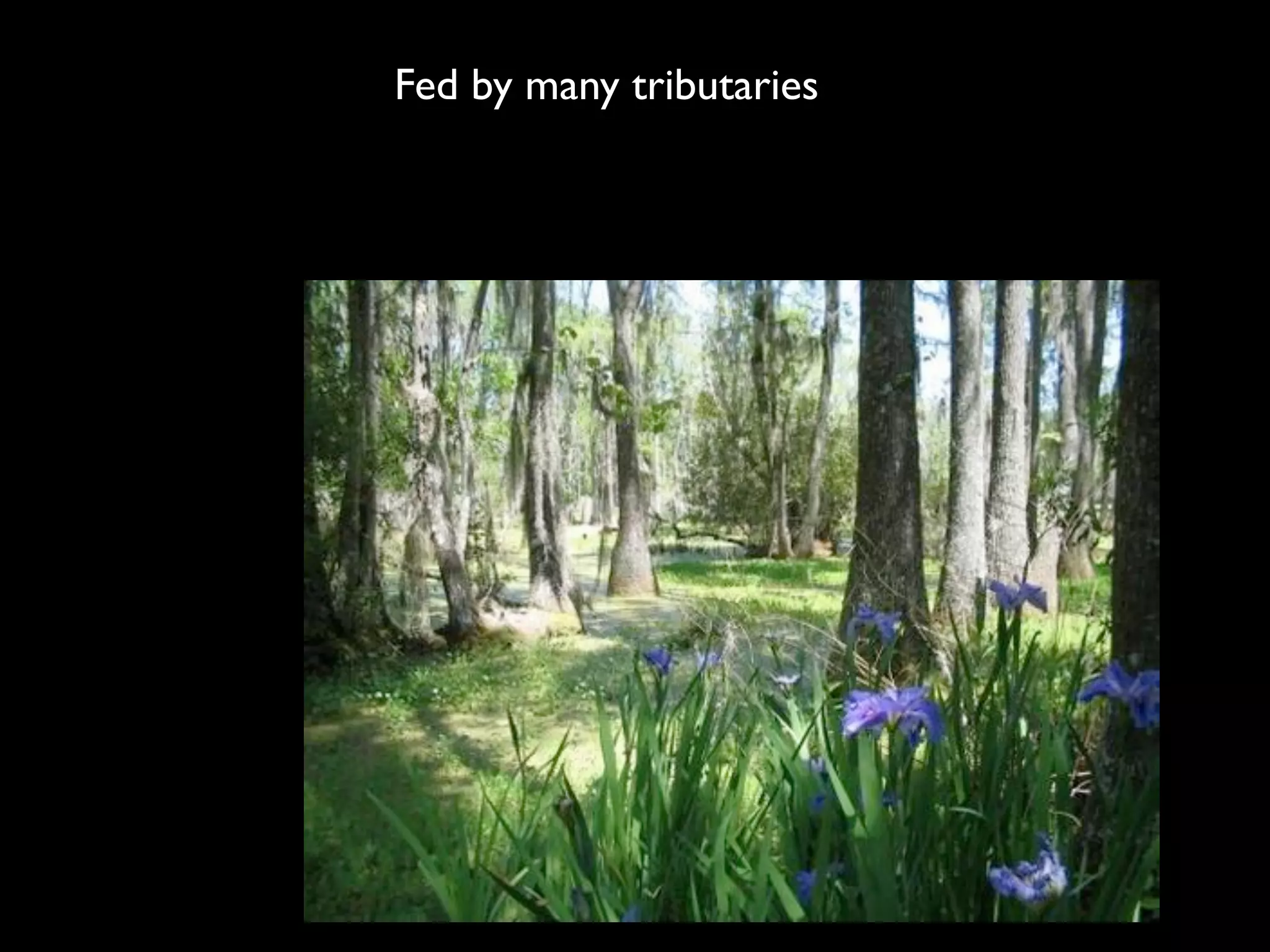 Fed by many tributaries
 