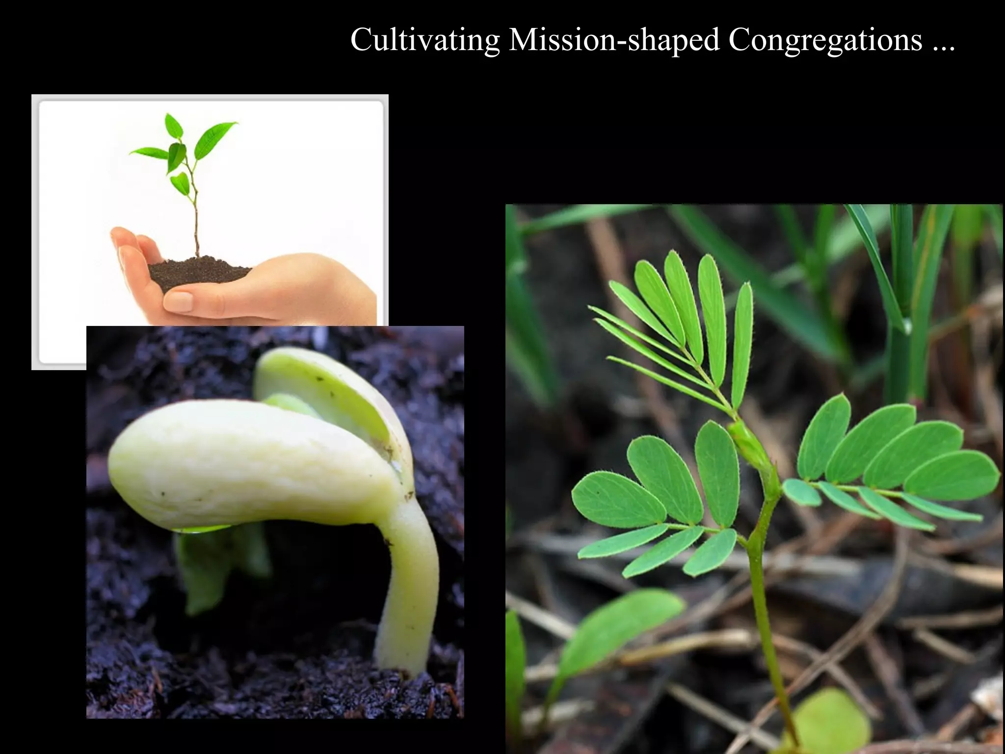 Cultivating Mission-shaped Congregations ...
 