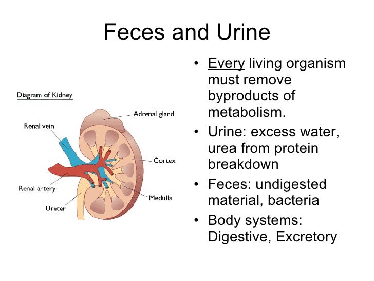 Maintaining homeostasis through_waste_removal