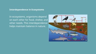 Interdependence in Ecosystems
In ecosystems, organisms depend
on each other for food, shelter, and
other needs. This interdependence
helps maintain balance in nature.
 