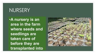 NURSERY
•A nursery is an
area in the farm
where seeds and
seedlings are
taken care of
before they are
transplanted into
 