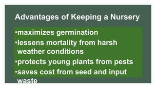 Advantages of Keeping a Nursery
•maximizes germination
•lessens mortality from harsh
weather conditions
•protects young plants from pests
•saves cost from seed and input
waste
 