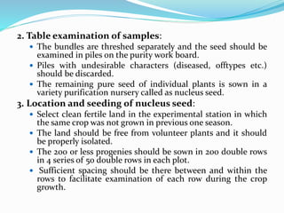 2. Table examination of samples:
 The bundles are threshed separately and the seed should be
examined in piles on the purity work board.
 Piles with undesirable characters (diseased, offtypes etc.)
should be discarded.
 The remaining pure seed of individual plants is sown in a
variety purification nursery called as nucleus seed.
3. Location and seeding of nucleus seed:
 Select clean fertile land in the experimental station in which
the same crop was not grown in previous one season.
 The land should be free from volunteer plants and it should
be properly isolated.
 The 200 or less progenies should be sown in 200 double rows
in 4 series of 50 double rows in each plot.
 Sufficient spacing should be there between and within the
rows to facilitate examination of each row during the crop
growth.
 