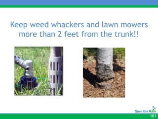 Keep weed whackers and lawn mowers
  more than 2 feet from the trunk!!




                                      161
 