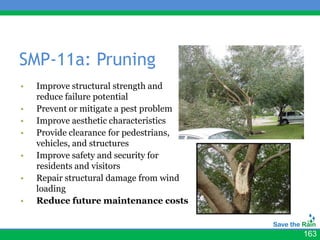 SMP-11a: Pruning
•   Improve structural strength and
    reduce failure potential
•   Prevent or mitigate a pest problem
•   Improve aesthetic characteristics
•   Provide clearance for pedestrians,
    vehicles, and structures
•   Improve safety and security for
    residents and visitors
•   Repair structural damage from wind
    loading
•   Reduce future maintenance costs


                                         163
 