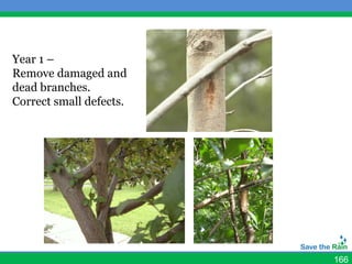 Year 1 –
Remove damaged and
dead branches.
Correct small defects.




                         166
 