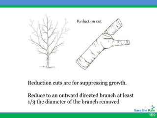 Reduction cuts are for suppressing growth.

Reduce to an outward directed branch at least
1/3 the diameter of the branch removed

                                                169
 