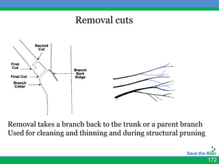 Removal cuts




Removal takes a branch back to the trunk or a parent branch
Used for cleaning and thinning and during structural pruning


                                                               172
 