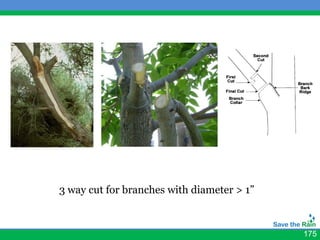3 way cut for branches with diameter > 1”



                                            175
 