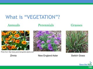 What is “VEGETATION”?
          Annuals                                    Perennials          Grasses




Photo from: http://www.perennial-garden-plants.com

              Zinnia                                 New England Aster   Switch Grass




                                                                                        180
 