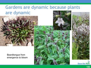 Gardens are dynamic because plants
are dynamic




Beardtongue from
emergence to bloom



                                     186
 