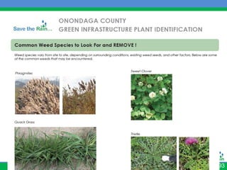 Plant Identification




                       93
 