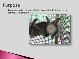  To maintain breeding colonies according to the needs of
principal investigators .
 