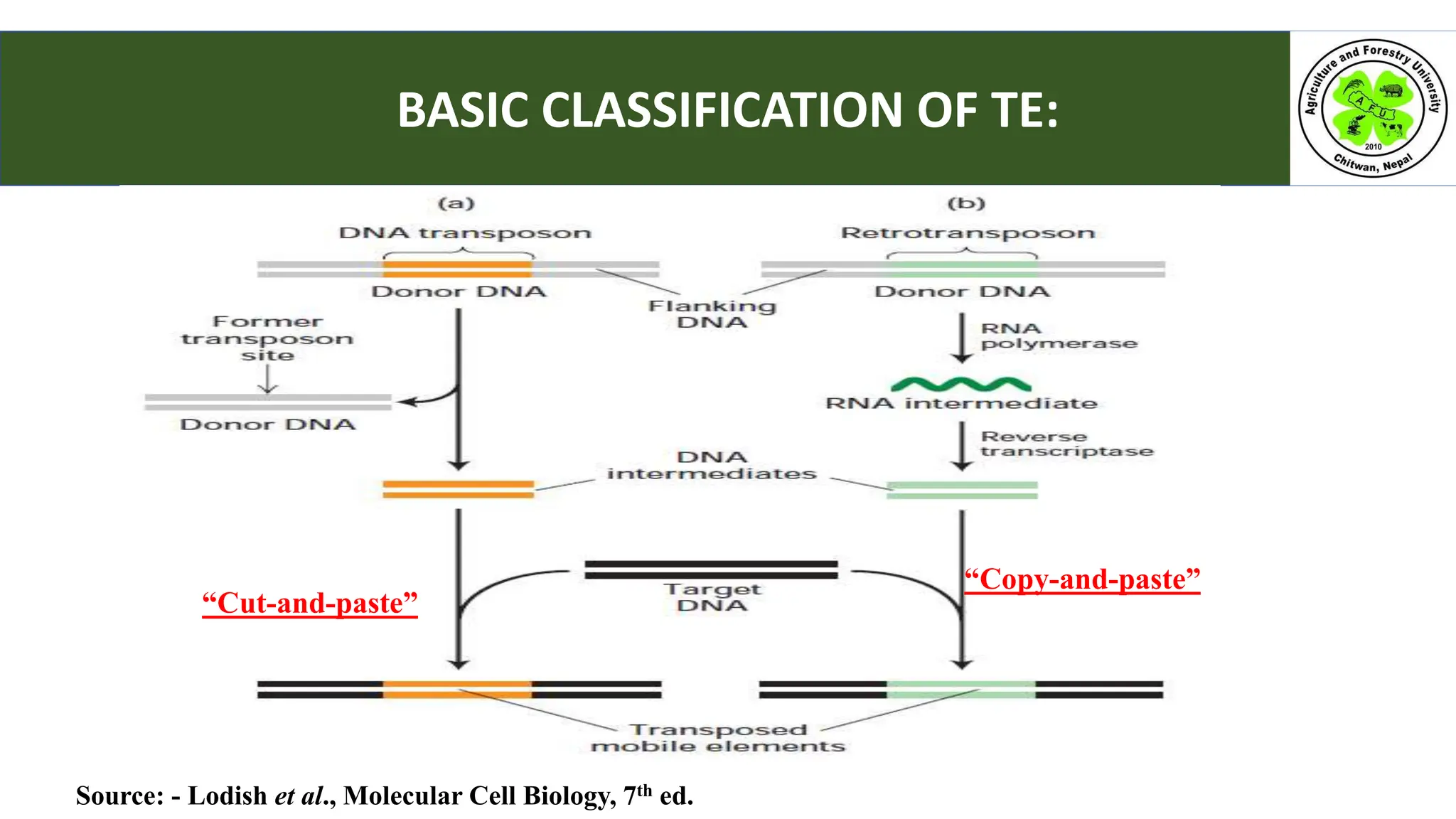 BASIC CLASSIFICATION OF TE:
Source: - Lodish et al., Molecular Cell Biology, 7th ed.
“Copy-and-paste”
“Cut-and-paste”
 