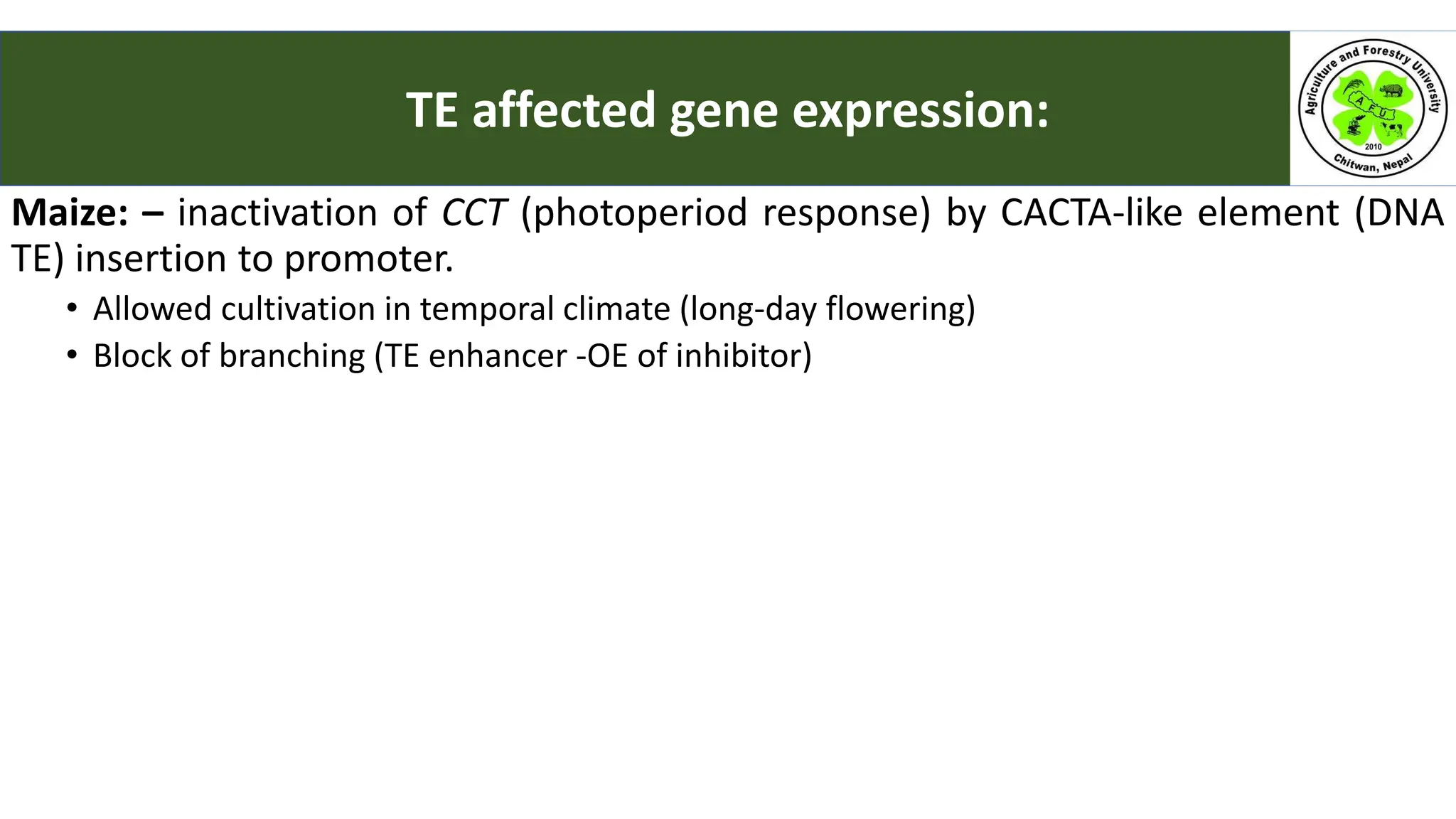 Maize: – inactivation of CCT (photoperiod response) by CACTA-like element (DNA
TE) insertion to promoter.
• Allowed cultivation in temporal climate (long-day flowering)
• Block of branching (TE enhancer -OE of inhibitor)
TE affected gene expression:
 