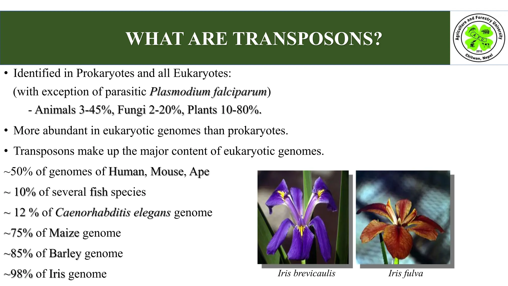 • Identified in Prokaryotes and all Eukaryotes:
(with exception of parasitic Plasmodium falciparum)
- Animals 3-45%, Fungi 2-20%, Plants 10-80%.
• More abundant in eukaryotic genomes than prokaryotes.
• Transposons make up the major content of eukaryotic genomes.
~50% of genomes of Human, Mouse, Ape
~ 10% of several fish species
~ 12 % of Caenorhabditis elegans genome
~75% of Maize genome
~85% of Barley genome
~98% of Iris genome
WHAT ARE TRANSPOSONS?
Iris brevicaulis Iris fulva
 