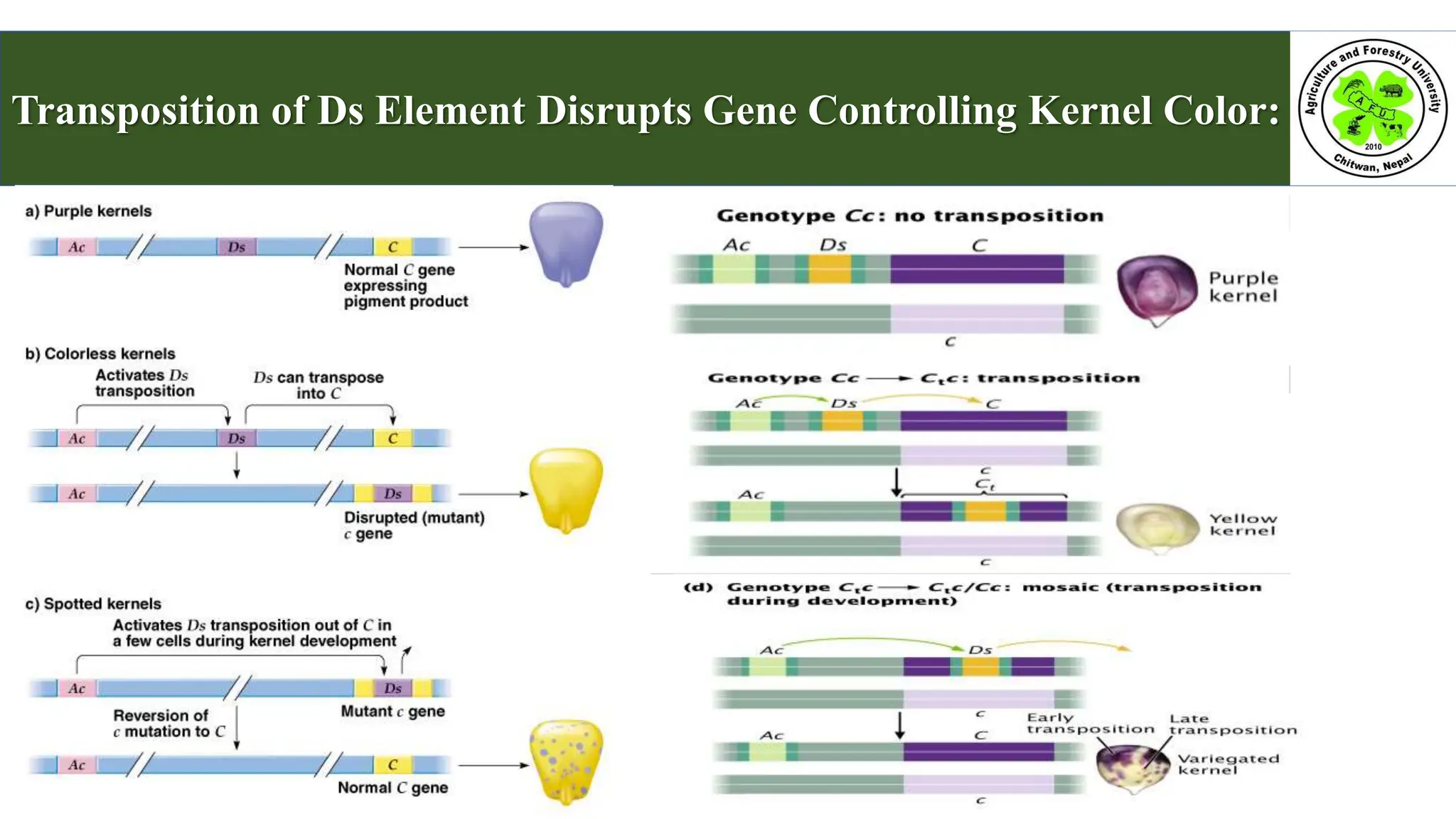 Transposition of Ds Element Disrupts Gene Controlling Kernel Color:
 