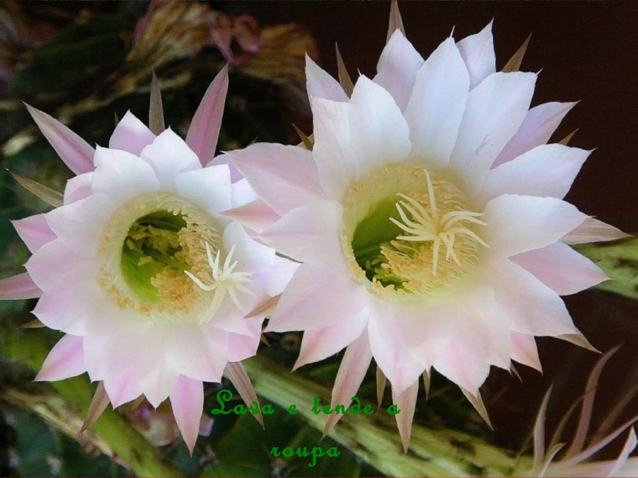 Lava e tende a
roupa
 