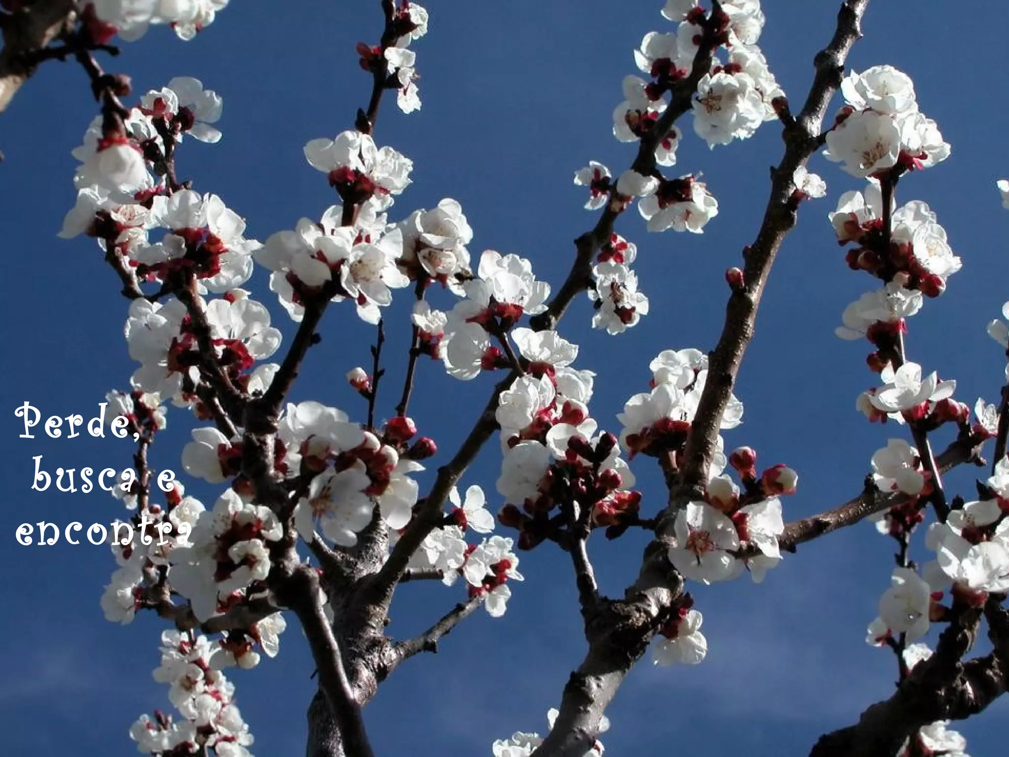 Perde,
busca e
encontra
 