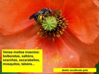 abella recollendo pole
Vense moitos insectos:
bolboretas, saltóns,
xoaniñas, escarabellos,
mosquitos, tabáns...
 