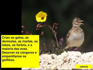 Crían os gatos, as
donicelas, as martas, os
lobos, os furóns, e a
maioría das aves.
Desovan os cóngaros e
emparéllanse os
golfiños.
cotovía
 