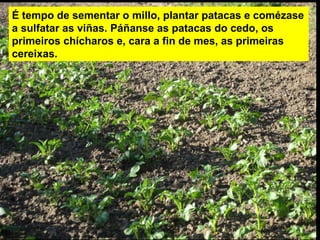 É tempo de sementar o millo, plantar patacas e comézase
a sulfatar as viñas. Páñanse as patacas do cedo, os
primeiros chícharos e, cara a fin de mes, as primeiras
cereixas.
 