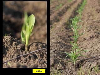 millo
 
