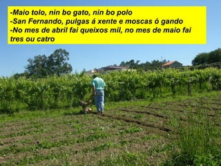 -Maio tolo, nin bo gato, nin bo polo
-San Fernando, pulgas á xente e moscas ó gando
-No mes de abril fai queixos mil, no mes de maio fai
tres ou catro
 