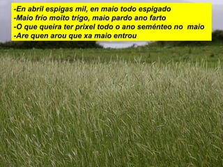-En abril espigas mil, en maio todo espigado
-Maio frío moito trigo, maio pardo ano farto
-O que queira ter prixel todo o ano seménteo no maio
-Are quen arou que xa maio entrou
 