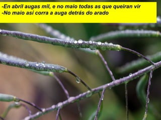 -En abril augas mil, e no maio todas as que queiran vir
-No maio así corra a auga detrás do arado
 