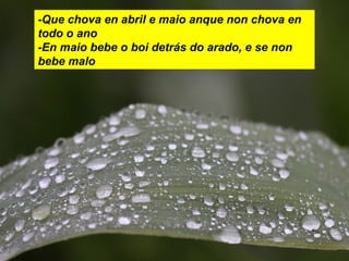 -Que chova en abril e maio anque non chova en
todo o ano
-En maio bebe o boi detrás do arado, e se non
bebe malo
 