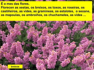 É o mes das flores.
Florecen as xestas, os breixos, os toxos, as roseiras, os
castiñeiros, as vides, as gramíneas, os estalotes, o seoane,
as mapoulas, os ambroíños, os chuchameles, as vides ...
breixos
 